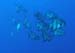 Utila Diving - 07 - Fishes_JPG