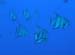 Utila Diving - 08 - Fishes_JPG
